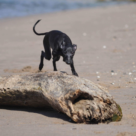 Bildgalerie Kapriolen